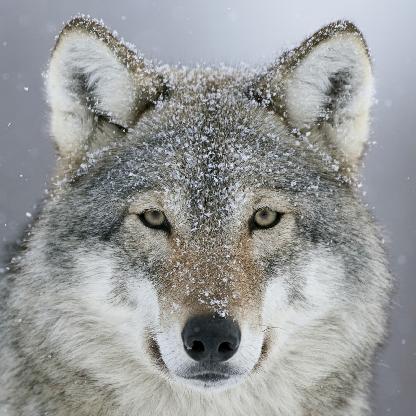 xxxmikelozxxx's avatar