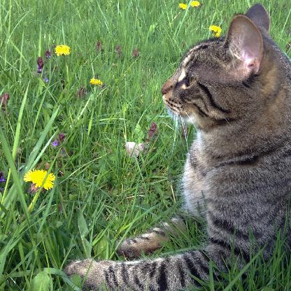 Cat-without-name's avatar