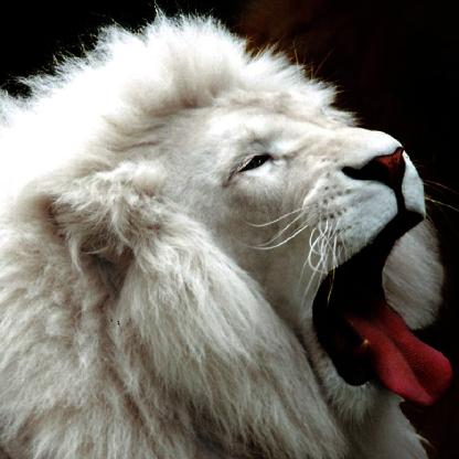 Will_Levick's avatar