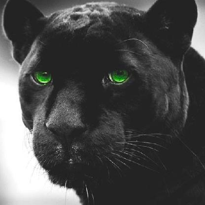 KilleerKing's avatar