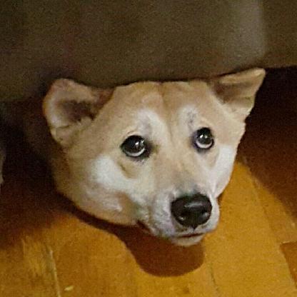 loafhimself's avatar