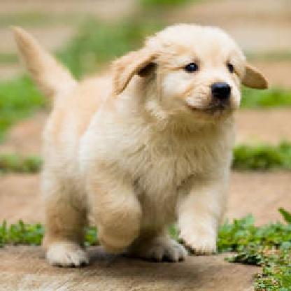 DankmemeXdd's avatar