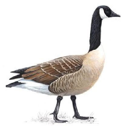 Goose6198's avatar
