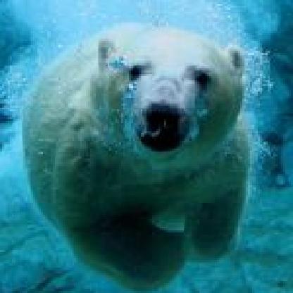 polarbear_pl's avatar