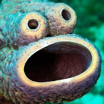 SinkingSponge's avatar