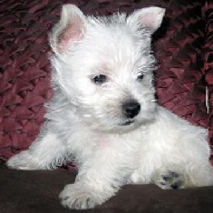 krixxcross07's avatar