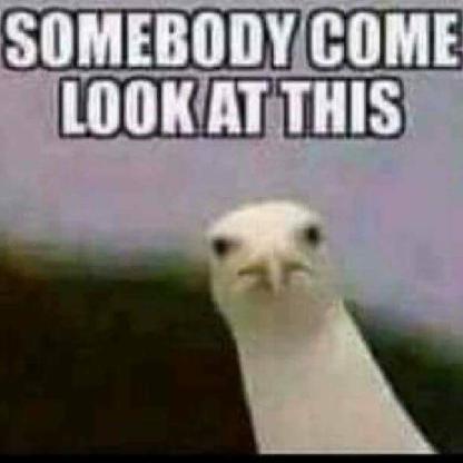 LootingnScooting's avatar