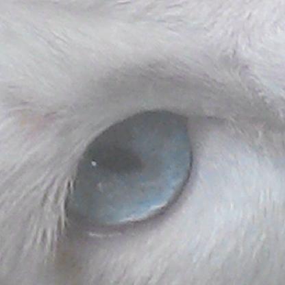 vzlatomcat's avatar