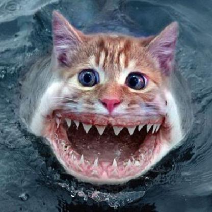 AllCatNoFish's avatar