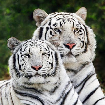 xtigerpridex's avatar