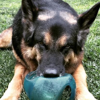 K9_Bullet's avatar