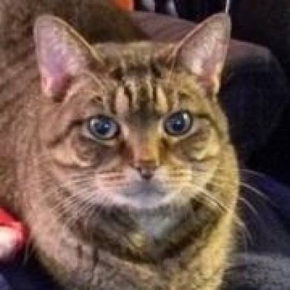 WanderingCat1010's avatar