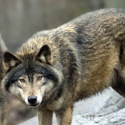 JoarVittfarne's avatar