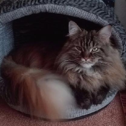 mickycharly's avatar