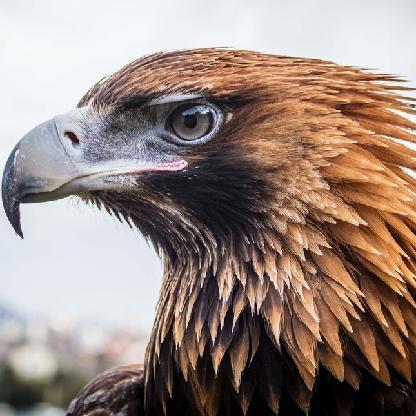 WedgeTail-Eagle's avatar