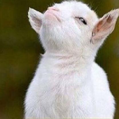 ChiggenNuggy's avatar