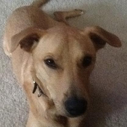 CottonyPaper42's avatar