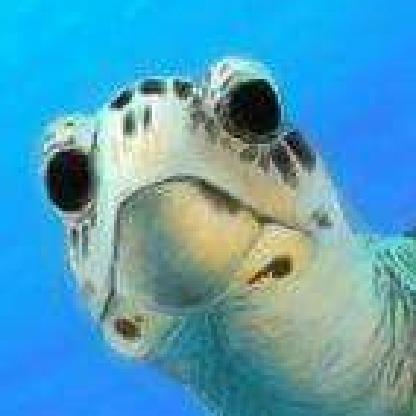 pokemonhuang's avatar