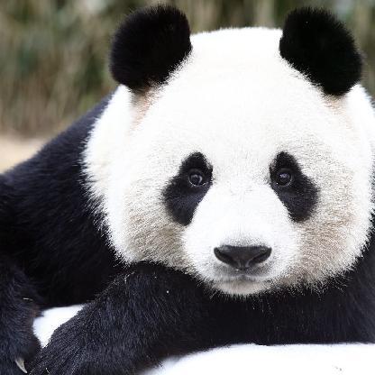 AFriggenPanda's avatar