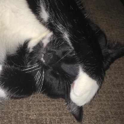 turttlekoalabear's avatar