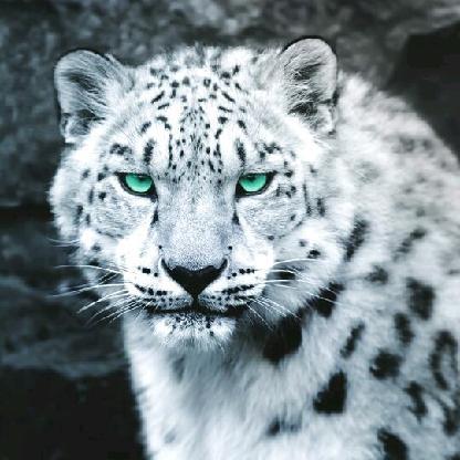 BlueWolff97's avatar