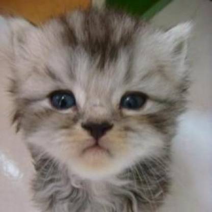 Minidoracat's avatar