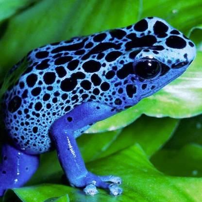 TrueNinjafrog's avatar