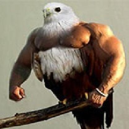 ActualSwiftEagle's avatar