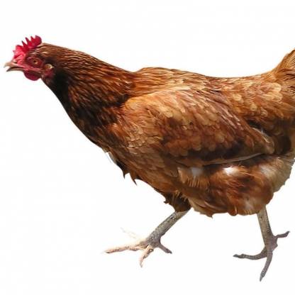 pipthegreat's avatar