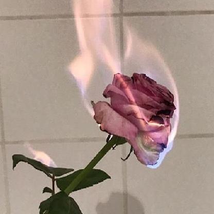 DelicateWillow's avatar