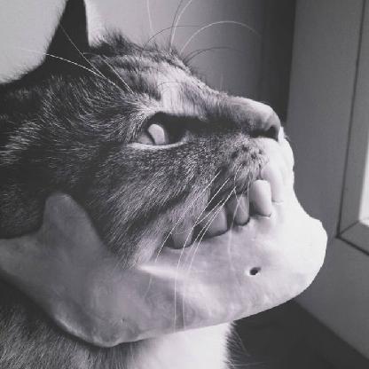 Cmdok's avatar