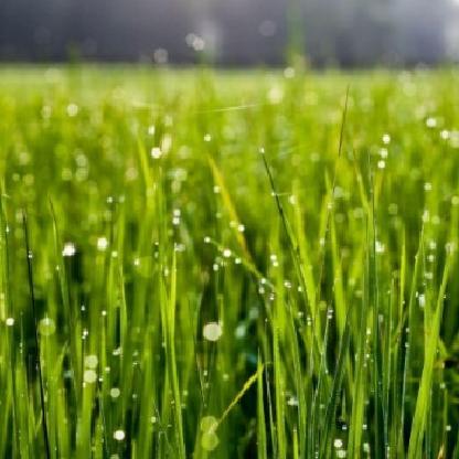 SkarDungeon's avatar