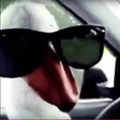 Kriminelle_Ente's avatar