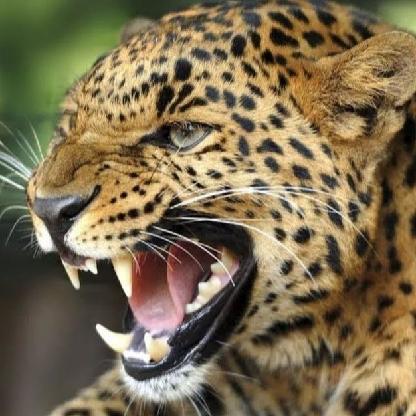 CarSecuritySys's avatar