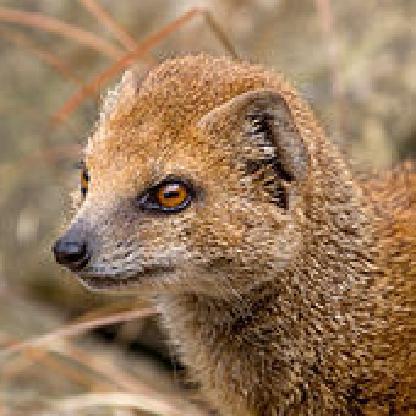 ssgmongoose's avatar