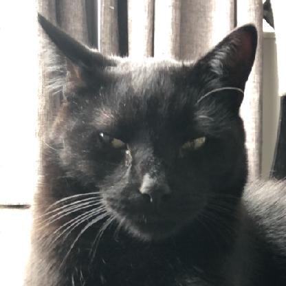 StandingMoonlit's avatar