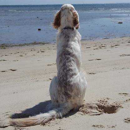 Retrieverjosh's avatar