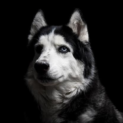 JudasBlewit's avatar