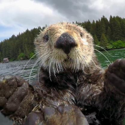 OtterOtto88's avatar