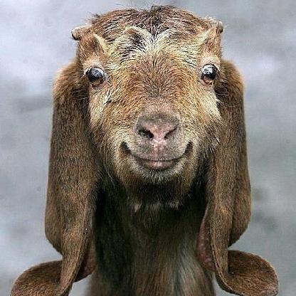 Liqweedx7144's avatar