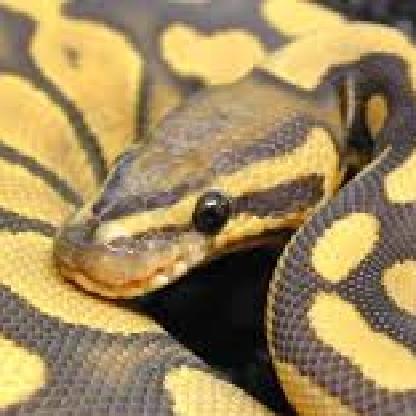 ularSanca's avatar