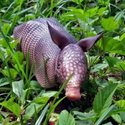 Pancerniczek's avatar