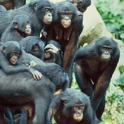 Eight_monkeys's avatar