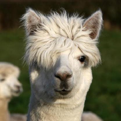 Alpaca-Shot's avatar