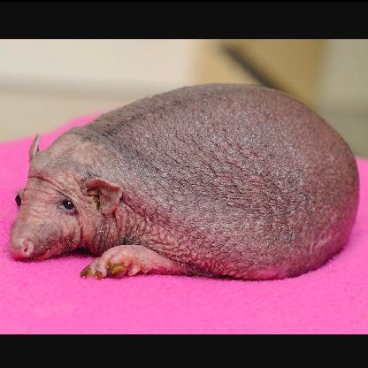 X_Jaboody_Y's avatar