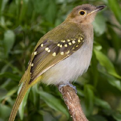 NicatorTheBird's avatar