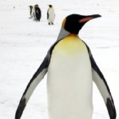 KingPennguin's avatar