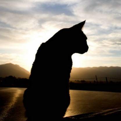 RookCat's avatar