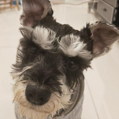 Pijulin's avatar