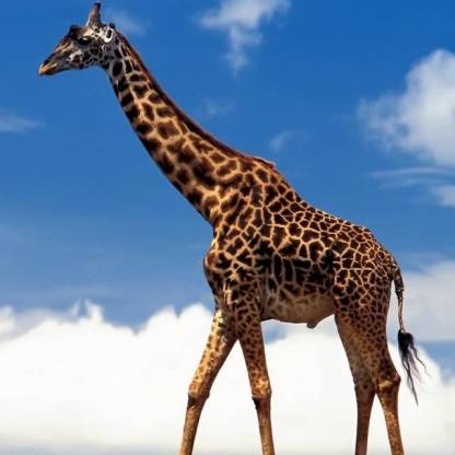 MissCoopette's avatar